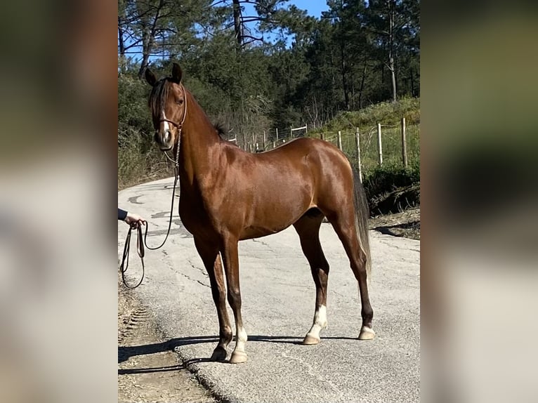 Volbloed Arabier Hengst 4 Jaar 154 cm Roodbruin in Cabeco Trigo