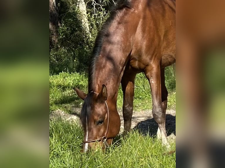 Volbloed Arabier Hengst 4 Jaar 154 cm Roodbruin in Cabeco Trigo