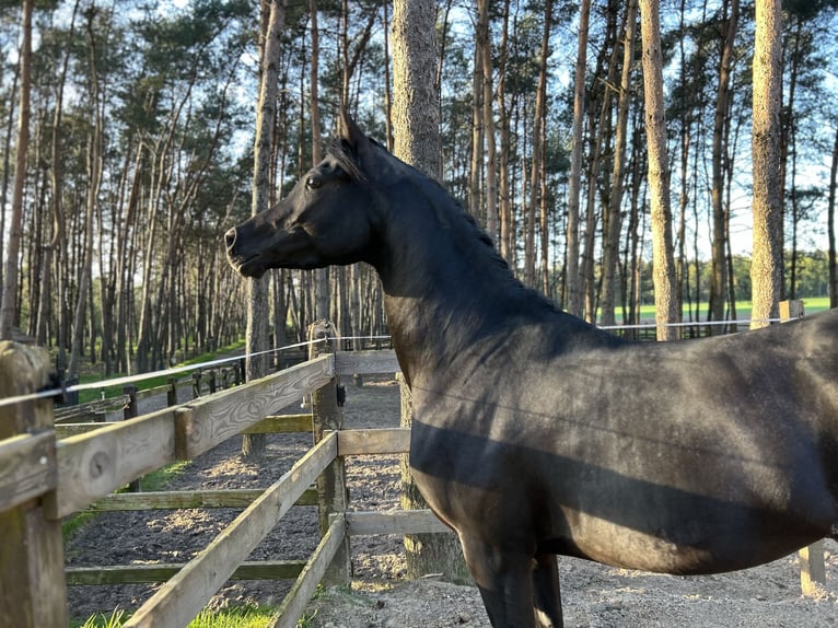 Volbloed Arabier Hengst 4 Jaar 154 cm Zwart in Gelderland