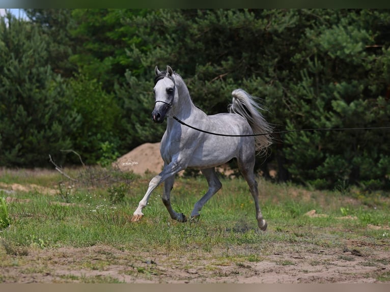 Volbloed Arabier Hengst 4 Jaar 156 cm Schimmel in Wielog&#xF3;ra