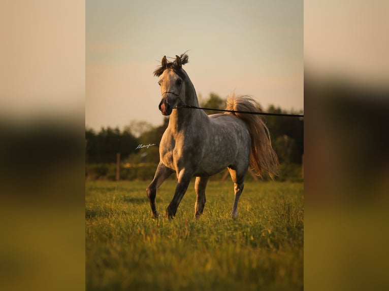 Volbloed Arabier Hengst 4 Jaar 158 cm Schimmel in Stryków