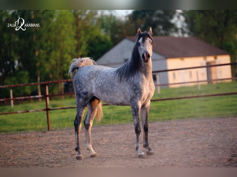 Volbloed Arabier Hengst 4 Jaar 158 cm Schimmel in Stryków