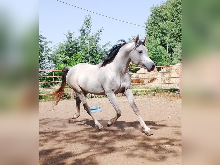 Volbloed Arabier Hengst 4 Jaar Schimmel in Otura