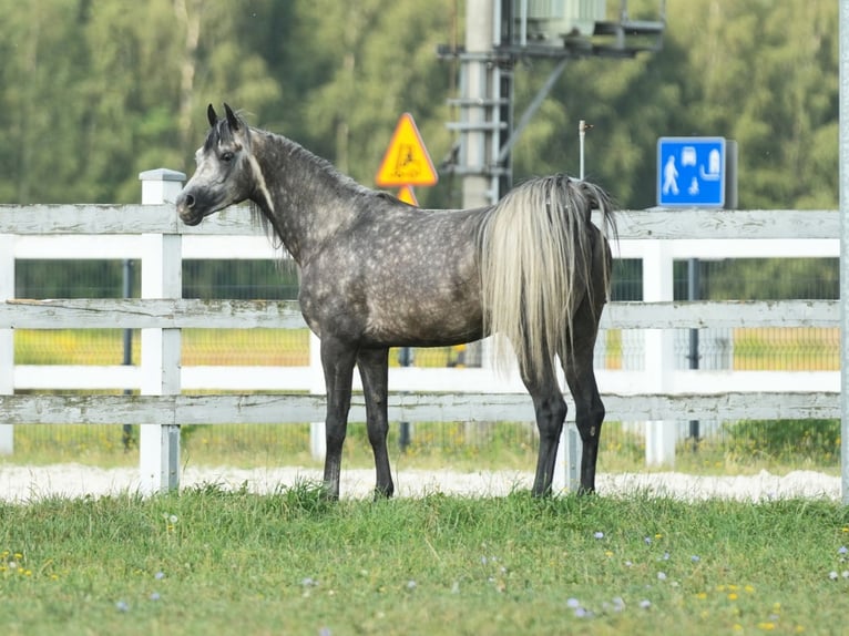 Volbloed Arabier Hengst 4 Jaar Schimmel in Wola rzędzińska