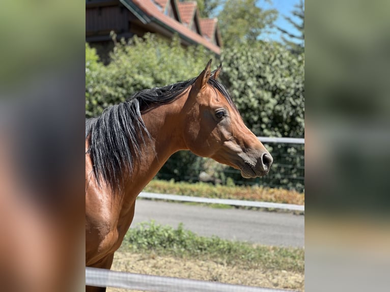 Volbloed Arabier Hengst 5 Jaar 150 cm Bruin in Krennach