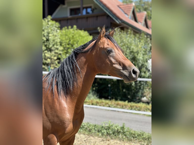 Volbloed Arabier Hengst 5 Jaar 150 cm Bruin in Krennach