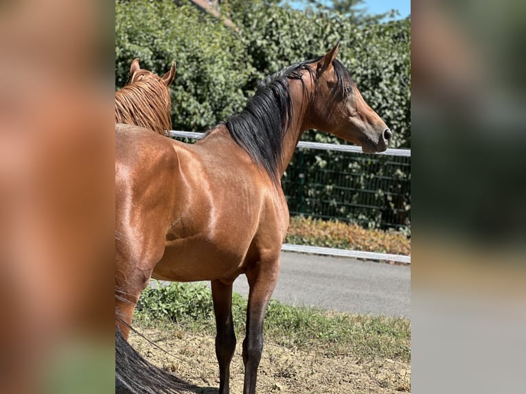 Volbloed Arabier Hengst 5 Jaar 150 cm Bruin in Krennach