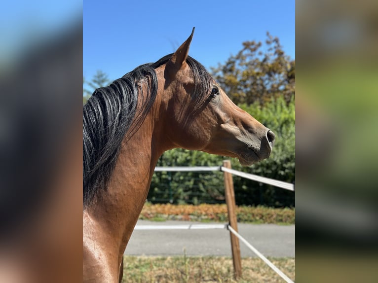 Volbloed Arabier Hengst 5 Jaar 150 cm Bruin in Krennach