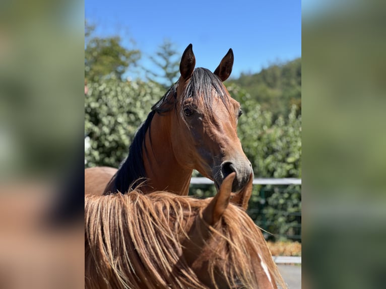 Volbloed Arabier Hengst 5 Jaar 150 cm Bruin in Krennach