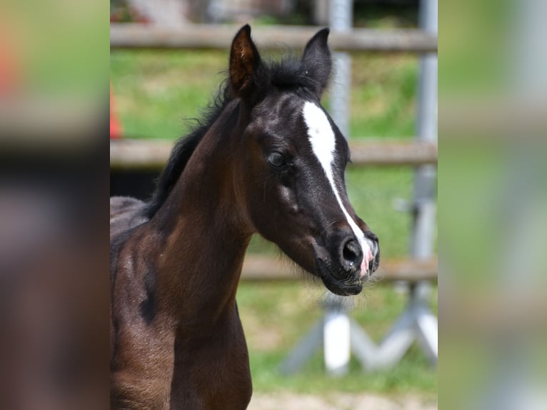Volbloed Arabier Hengst 5 Jaar 153 cm Zwart in M&#xF6;rsdorf