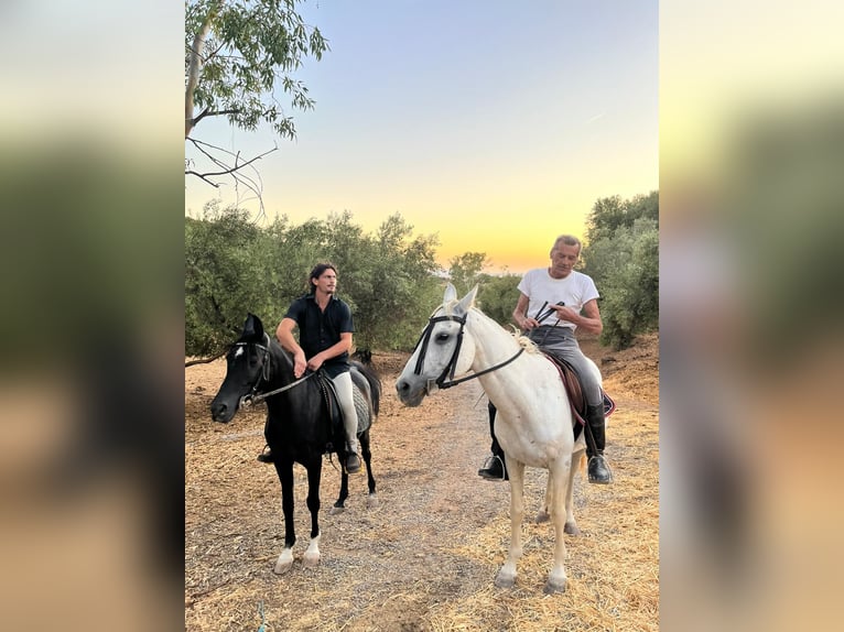 Volbloed Arabier Hengst 6 Jaar 150 cm Donkere-vos in Villamartín
