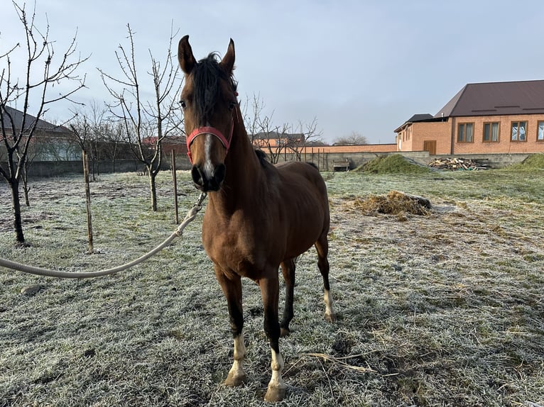 Volbloed Arabier Hengst 6 Jaar 152 cm Donkere-vos in Нестеровская