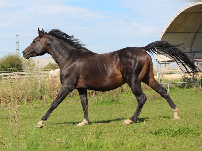 Volbloed Arabier Hengst 6 Jaar 156 cm Zwartbruin in Hochborn