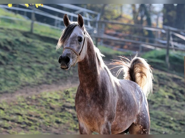 Volbloed Arabier Hengst 6 Jaar 158 cm Appelschimmel in Gentilino