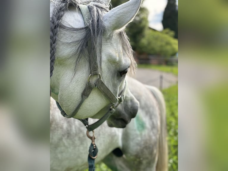 Volbloed Arabier Hengst 6 Jaar 158 cm Appelschimmel in Gentilino