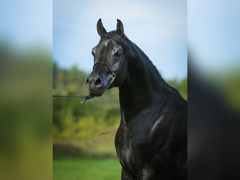 Volbloed Arabier Hengst 6 Jaar 159 cm Zwart in RAWICZ