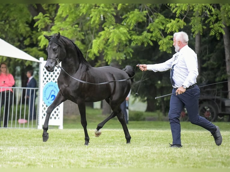 Volbloed Arabier Hengst 6 Jaar 159 cm Zwart in RAWICZ