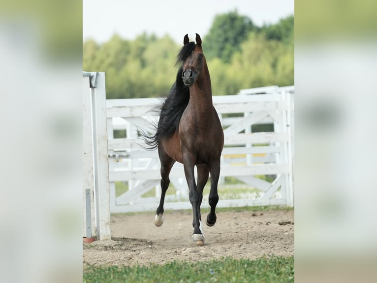 Volbloed Arabier Hengst 6 Jaar 161 cm Roodbruin in Wola Rzędzińska