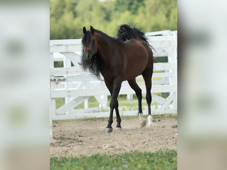 Volbloed Arabier Hengst 6 Jaar 161 cm Roodbruin in Wola Rzędzińska
