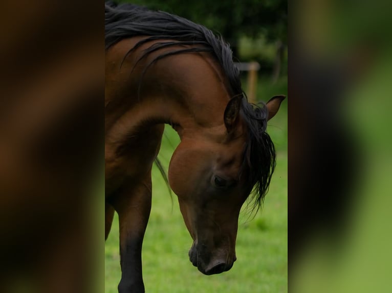 Volbloed Arabier Hengst 6 Jaar Bruin in Wiesmoor