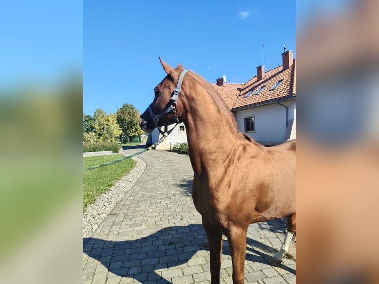 Volbloed Arabier Hengst 6 Jaar Donkere-vos in Prezanowice
