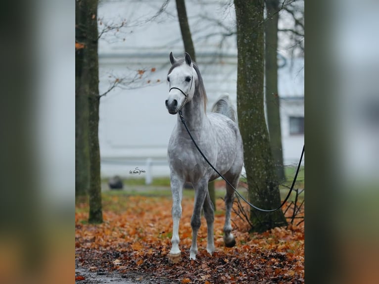 Volbloed Arabier Hengst 7 Jaar 153 cm Schimmel in WOLA LOKOTOWA