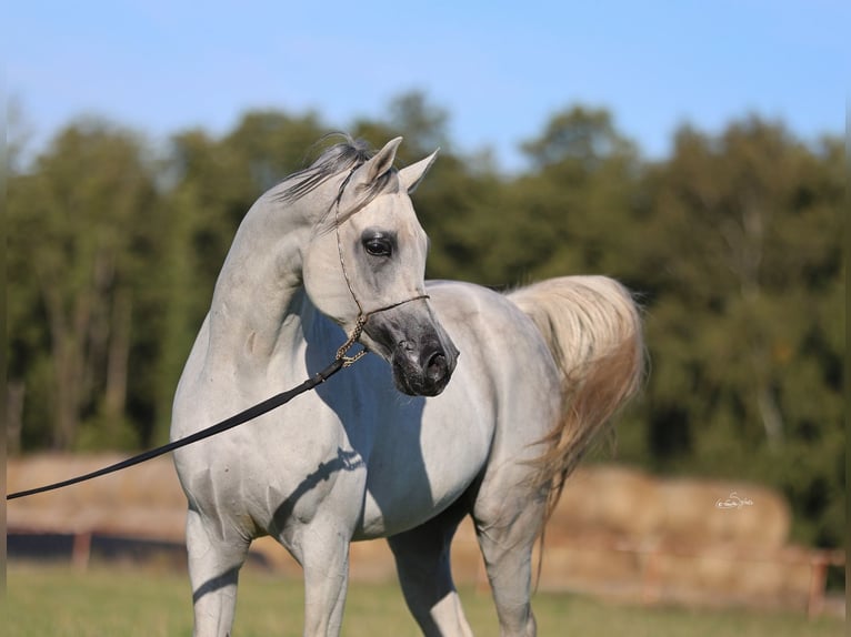 Volbloed Arabier Hengst 7 Jaar 154 cm Schimmel in JEZOW