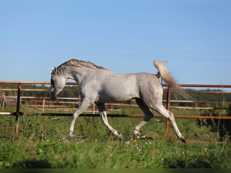 Volbloed Arabier Hengst 7 Jaar 154 cm Schimmel in JEZOW