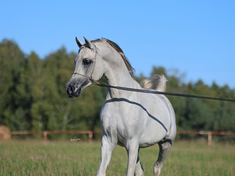 Volbloed Arabier Hengst 7 Jaar 154 cm Schimmel in JEZOW