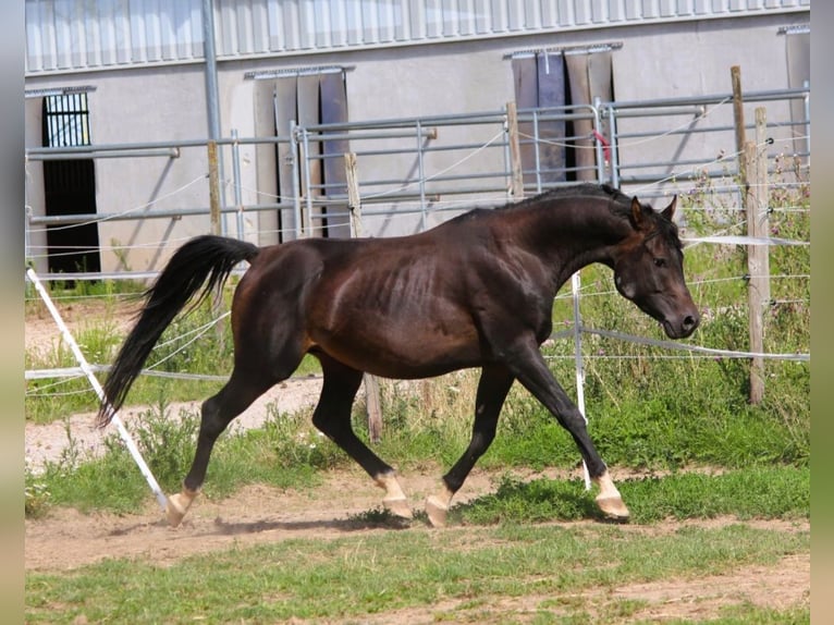 Volbloed Arabier Hengst 7 Jaar 156 cm Zwartbruin in Hochborn