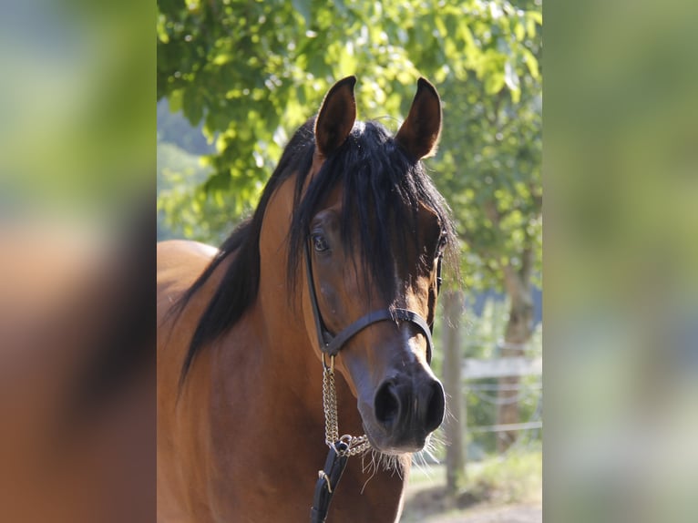 Volbloed Arabier Hengst 7 Jaar Bruin in Wallsee