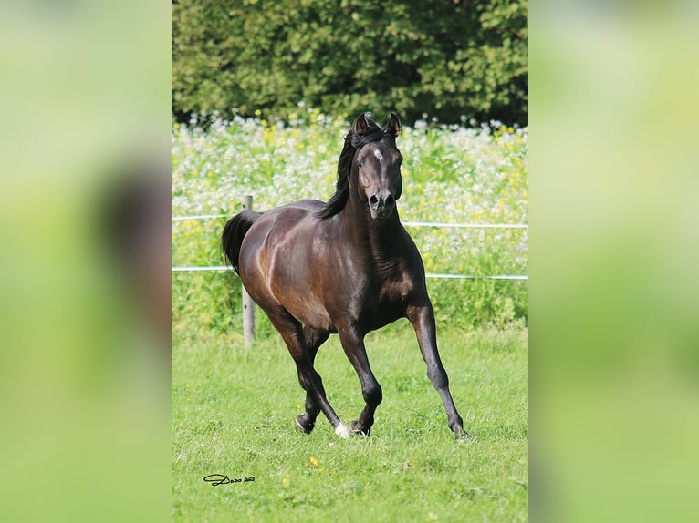 Volbloed Arabier Hengst 8 Jaar 152 cm Donkerbruin in Ried im Traunkreis