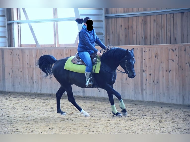 Volbloed Arabier Hengst 8 Jaar 152 cm Donkerbruin in Ried im Traunkreis