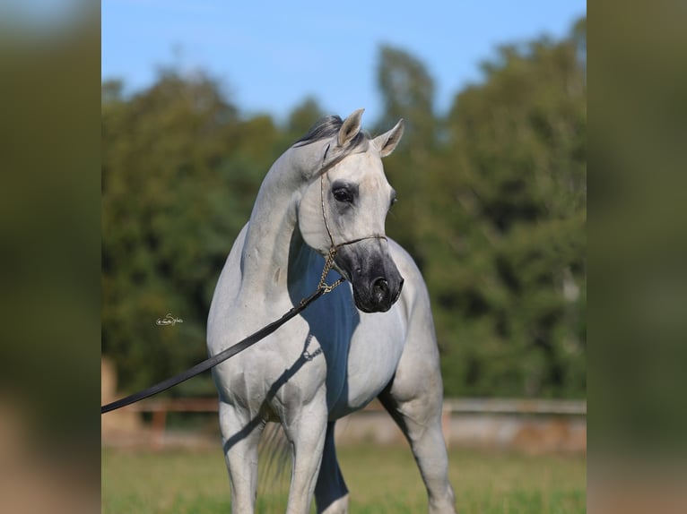 Volbloed Arabier Hengst 8 Jaar 154 cm Schimmel in JEZOW