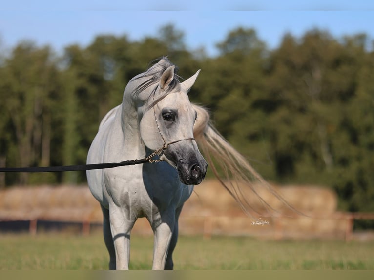 Volbloed Arabier Hengst 8 Jaar 154 cm Schimmel in JEZOW
