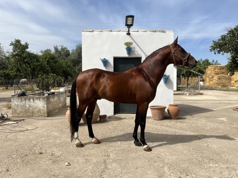 Volbloed Arabier Hengst 8 Jaar 156 cm Bruin in Cordoba