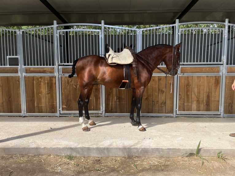 Volbloed Arabier Hengst 8 Jaar 156 cm Bruin in Cordoba