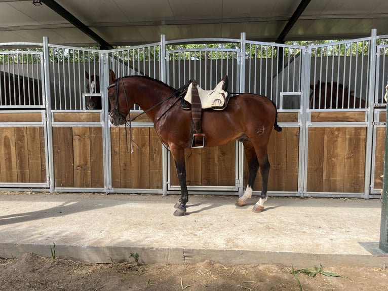 Volbloed Arabier Hengst 8 Jaar 156 cm Bruin in Cordoba