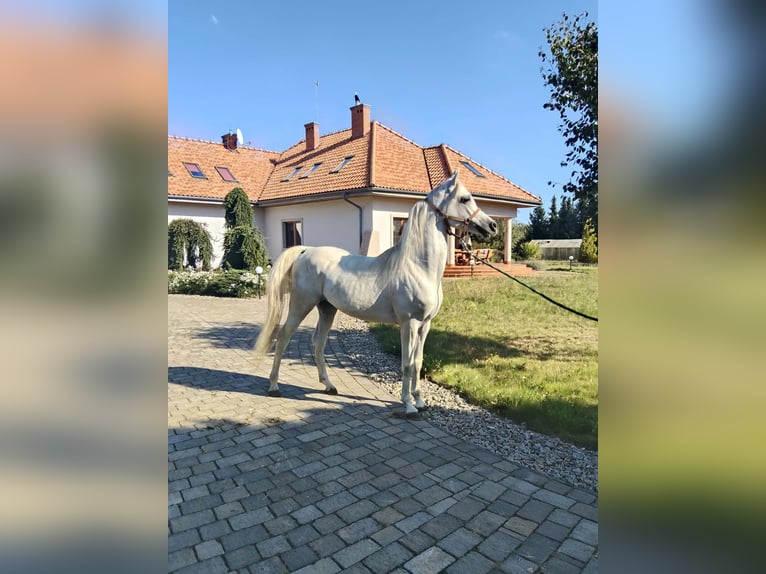Volbloed Arabier Hengst 8 Jaar Schimmel in Prezanowice