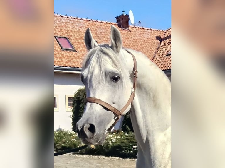 Volbloed Arabier Hengst 8 Jaar Schimmel in Prezanowice