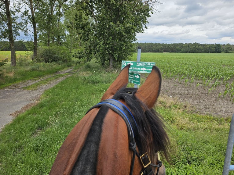 Volbloed Arabier Hengst Bruin in Lahntal