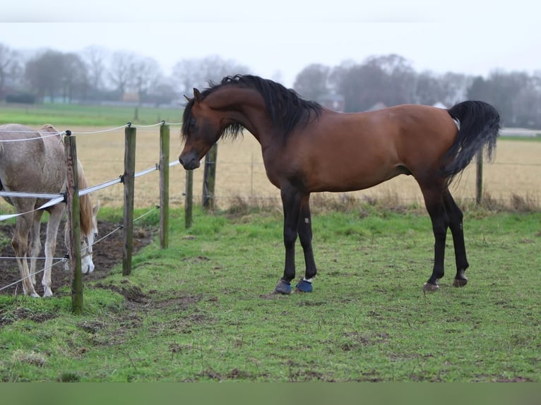 Volbloed Arabier Hengst Bruin in Kelpen Oler