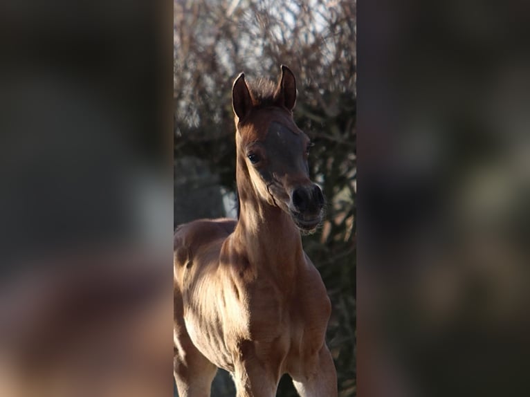 Volbloed Arabier Hengst Bruin in Kelpen Oler