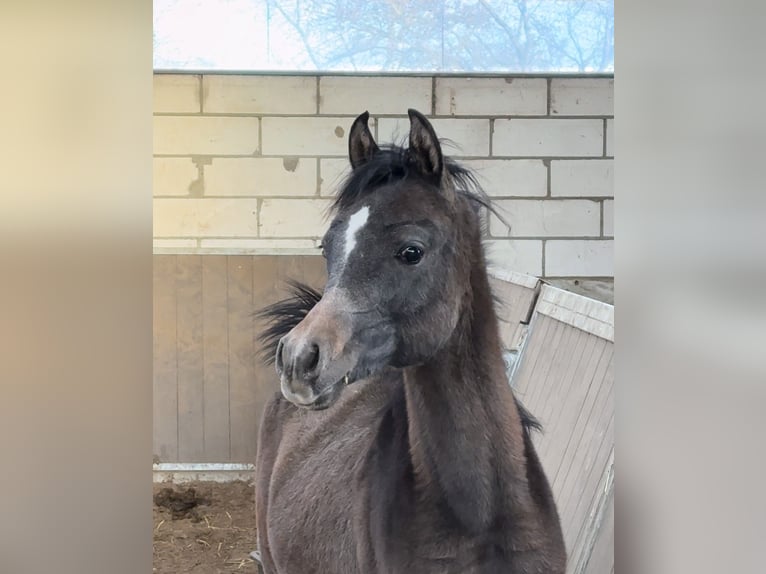 Volbloed Arabier Hengst Bruin in Kelpen Oler