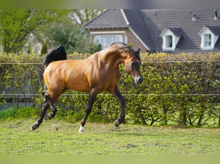 Volbloed Arabier Hengst Bruin in Kelpen Oler