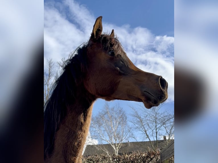 Volbloed Arabier Hengst Bruin in Kelpen Oler