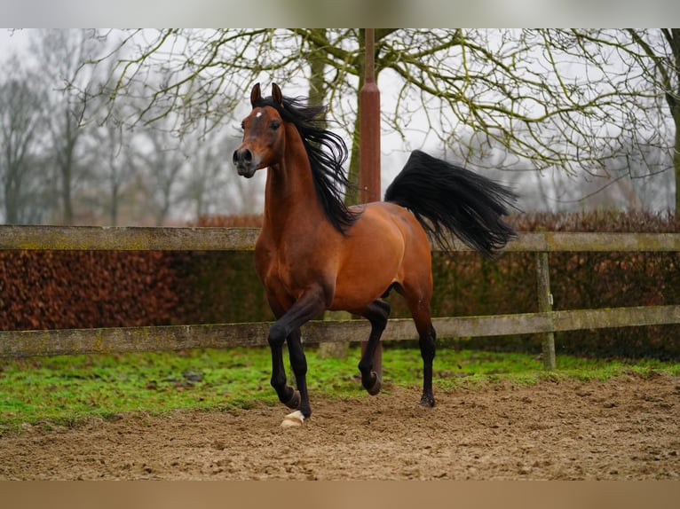 Volbloed Arabier Hengst Bruin in Kelpen Oler