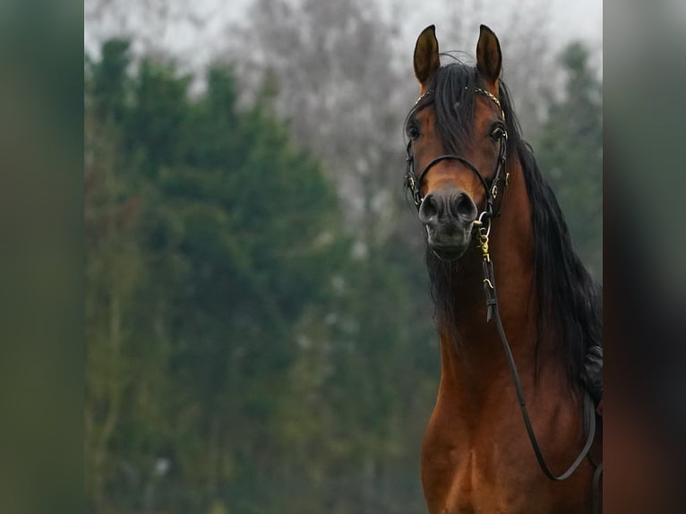 Volbloed Arabier Hengst Bruin in Kelpen Oler