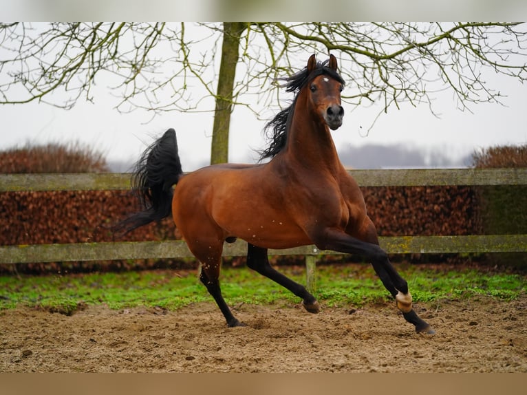 Volbloed Arabier Hengst Bruin in Kelpen Oler