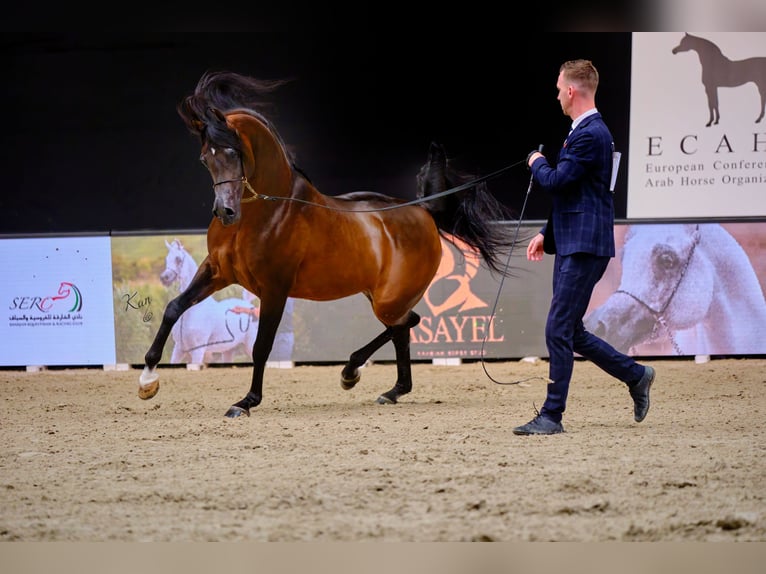 Volbloed Arabier Hengst Bruin in Kelpen Oler